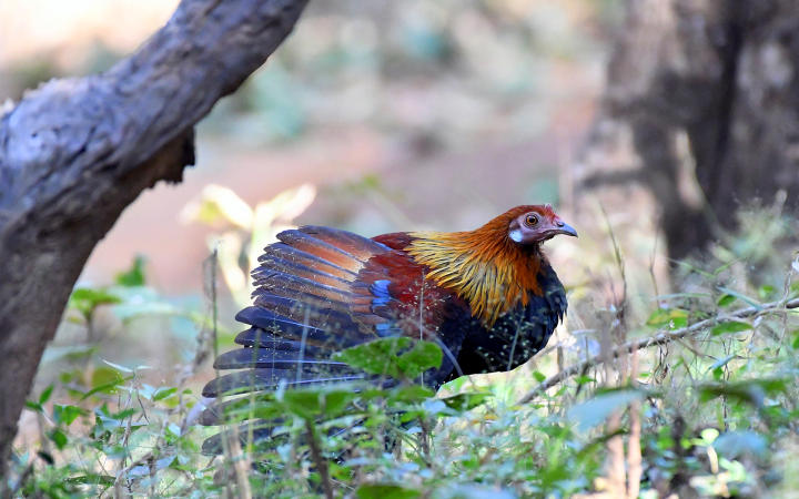 Kuldiha - A Pictorial Journey to the unsung forest of Odisha