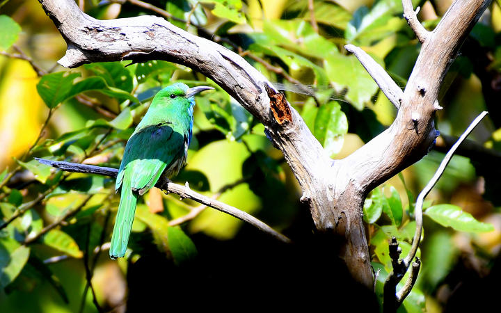 Kuldiha - A Pictorial Journey to the unsung forest of Odisha