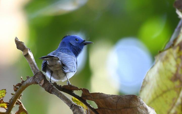Kuldiha - A Pictorial Journey to the unsung forest of Odisha