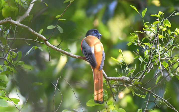 Kuldiha - A Pictorial Journey to the unsung forest of Odisha