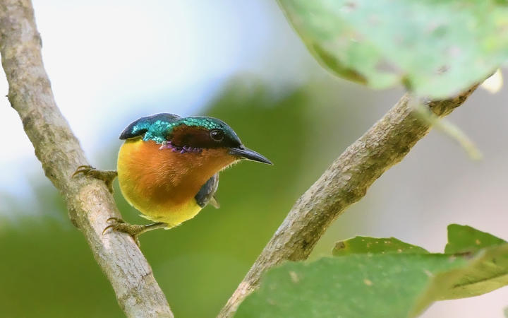 Kuldiha - A Pictorial Journey to the unsung forest of Odisha