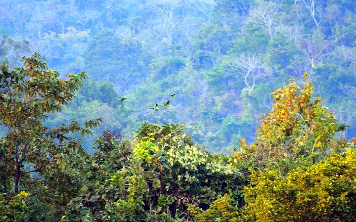 Kuldiha - A Pictorial Journey to the unsung forest of Odisha