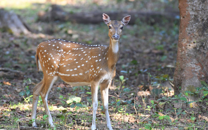 Kuldiha - A Pictorial Journey to the unsung forest of Odisha