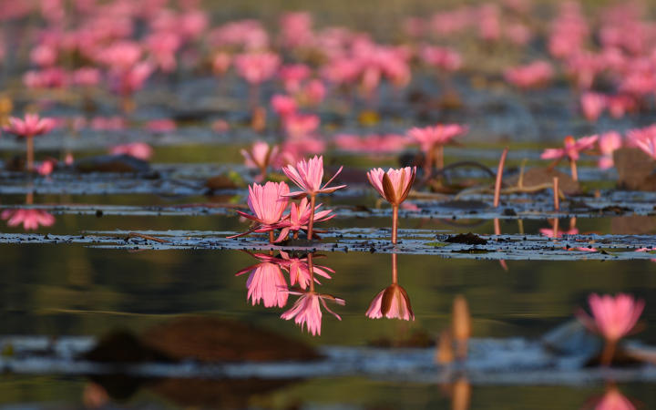 Kuldiha - A Pictorial Journey to the unsung forest of Odisha