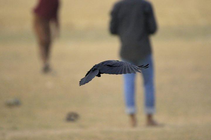 Field Testing – Tamron 150-600 VC on a Canon 7D Mark II