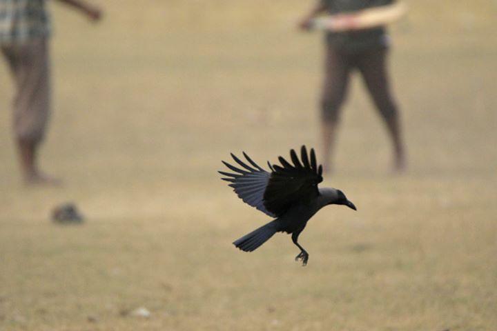 Field Testing – Tamron 150-600 VC on a Canon 7D Mark II