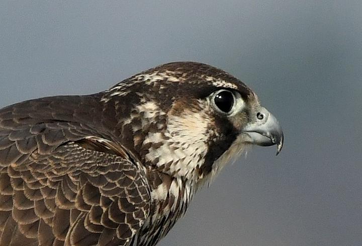 Peregrine Falcon - the fastest flying bird
