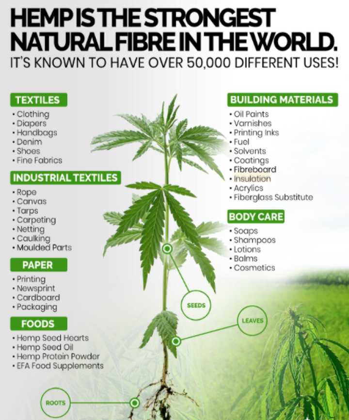 Hemp How it can change the Indian Economy