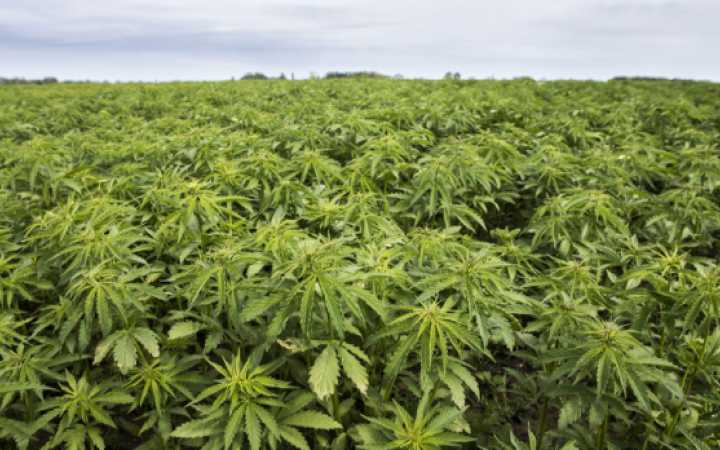 Hemp How it can change the Indian Economy
